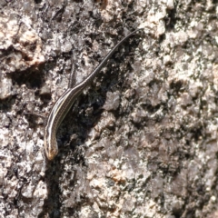 Pseudemoia spenceri (Spencer's Skink) at Namadgi National Park - 19 Jan 2024 by MichaelWenke