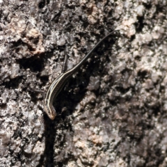 Pseudemoia spenceri at Namadgi National Park - 19 Jan 2024