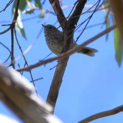 Acanthiza pusilla (Brown Thornbill) at Namadgi National Park - 19 Jan 2024 by Trevor