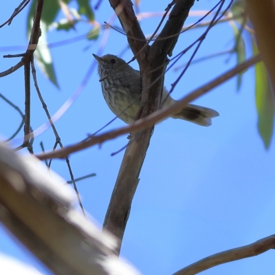 Acanthiza pusilla (Brown Thornbill) at Namadgi National Park - 19 Jan 2024 by MichaelWenke