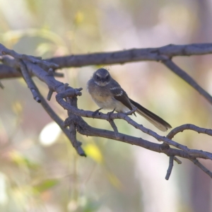 Rhipidura albiscapa at Namadgi National Park - 19 Jan 2024