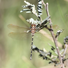 Synthemis eustalacta (Swamp Tigertail) at Namadgi National Park - 19 Jan 2024 by Trevor