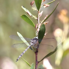 Unidentified Dragonfly (Anisoptera) at Namadgi National Park - 19 Jan 2024 by Trevor