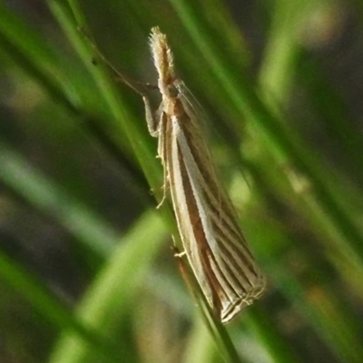 Hednota species near grammellus (Pyralid or snout moth) at Hackett, ACT - 20 Jan 2024 by JohnBundock