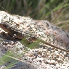 Rankinia diemensis (Mountain Dragon) at Namadgi National Park - 19 Jan 2024 by MichaelWenke