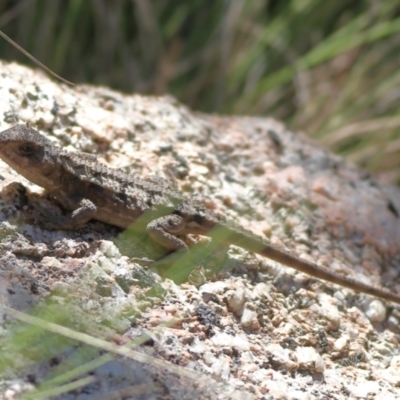 Rankinia diemensis at Tharwa, ACT - 19 Jan 2024 by Trevor