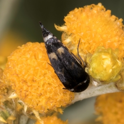 Mordella sp. (genus) (Pintail or tumbling flower beetle) at Blue Devil Grassland, Umbagong Park (BDG) - 20 Jan 2024 by kasiaaus