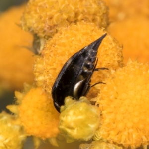 Mordella sp. (genus) at Blue Devil Grassland, Umbagong Park (BDG) - 21 Jan 2024