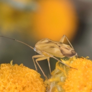 Miridae (family) at Latham, ACT - 21 Jan 2024