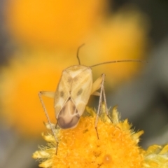 Miridae (family) at Latham, ACT - 21 Jan 2024 10:15 AM