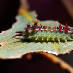 Doratifera quadriguttata (Four-spotted Cup Moth) at Yarralumla, ACT - 21 Jan 2024 by pixelnips