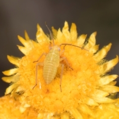 Miridae (family) (Unidentified plant bug) at Umbagong District Park - 20 Jan 2024 by kasiaaus