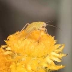 Miridae (family) at Latham, ACT - 21 Jan 2024