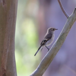 Petroica phoenicea at Namadgi National Park - 19 Jan 2024