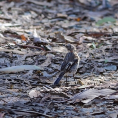 Petroica phoenicea (Flame Robin) at Namadgi National Park - 19 Jan 2024 by MichaelWenke