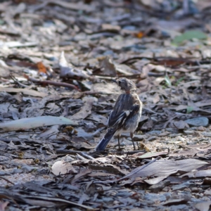 Petroica phoenicea at Namadgi National Park - 19 Jan 2024