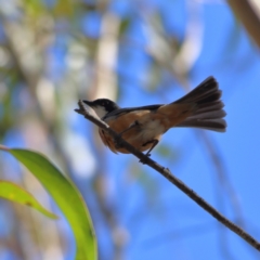 Pachycephala rufiventris (Rufous Whistler) at Tharwa, ACT - 19 Jan 2024 by Trevor