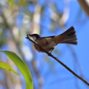 Pachycephala rufiventris at Namadgi National Park - 19 Jan 2024