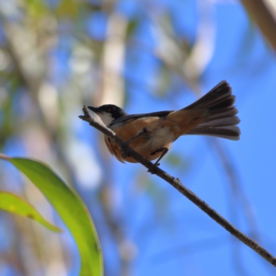 Pachycephala rufiventris (Rufous Whistler) at Namadgi National Park - 19 Jan 2024 by Trevor