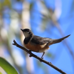 Pachycephala rufiventris at Namadgi National Park - 19 Jan 2024