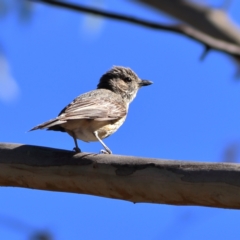 Pachycephala rufiventris (Rufous Whistler) at Namadgi National Park - 19 Jan 2024 by Trevor