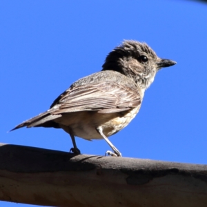 Pachycephala rufiventris at Namadgi National Park - 19 Jan 2024 05:13 PM