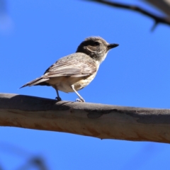 Pachycephala rufiventris at Namadgi National Park - 19 Jan 2024 05:13 PM