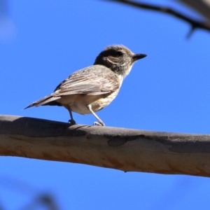 Pachycephala rufiventris at Namadgi National Park - 19 Jan 2024 05:13 PM