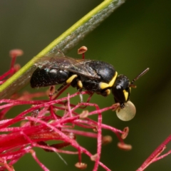 Hylaeus (Gnathoprosopis) euxanthus (Plasterer bee) at Harrison, ACT - 18 Jan 2024 by DPRees125