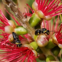 Hylaeus (Gnathoprosopis) euxanthus at Harrison, ACT - 19 Jan 2024