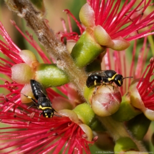 Hylaeus (Gnathoprosopis) euxanthus at Harrison, ACT - suppressed