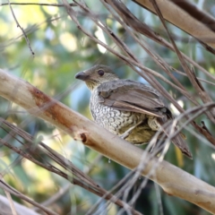 Ptilonorhynchus violaceus (Satin Bowerbird) at Namadgi National Park - 19 Jan 2024 by Trevor