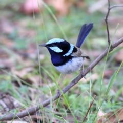 Malurus cyaneus (Superb Fairywren) at Namadgi National Park - 19 Jan 2024 by MichaelWenke