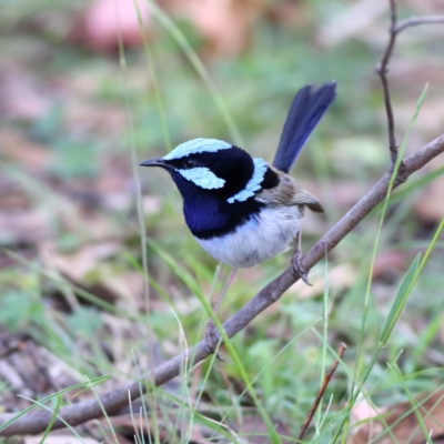 Malurus cyaneus (Superb Fairywren) at Tharwa, ACT - 19 Jan 2024 by Trevor