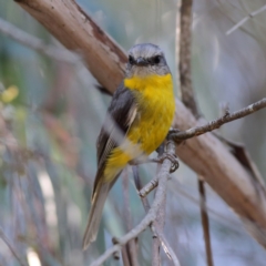 Eopsaltria australis (Eastern Yellow Robin) at Namadgi National Park - 19 Jan 2024 by MichaelWenke