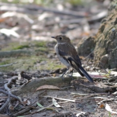 Petroica phoenicea (Flame Robin) at Namadgi National Park - 19 Jan 2024 by MichaelWenke