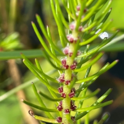 Myriophyllum simulans (Water Milfoil) at Bendoura, NSW - 20 Jan 2024 by JaneR