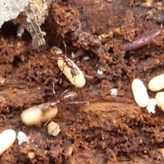 Ponerinae (subfamily) at Charleys Forest, NSW - 29 Dec 2019 by arjay