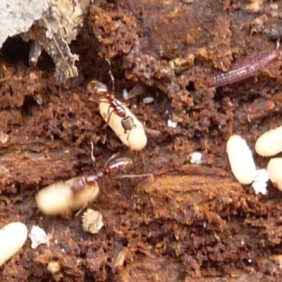 Ponerinae (subfamily) at Charleys Forest, NSW - 29 Dec 2019 by arjay