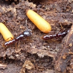 Amblyopone australis (Slow Ant) at Charleys Forest, NSW - 29 Dec 2019 by arjay