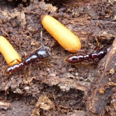 Amblyopone australis (Slow Ant) at QPRC LGA - 29 Dec 2019 by arjay