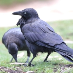 Corvus coronoides (Australian Raven) at Tharwa, ACT - 19 Jan 2024 by Trevor