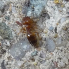 Formicidae (family) (Unidentified ant) at QPRC LGA - 13 Mar 2019 by arjay
