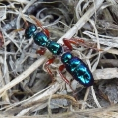 Diamma bicolor (Blue ant, Bluebottle ant) at Charleys Forest, NSW - 11 Dec 2016 by arjay