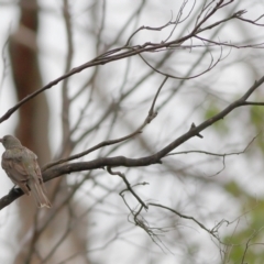 Oriolus sagittatus (Olive-backed Oriole) at Namadgi National Park - 20 Jan 2024 by MichaelWenke