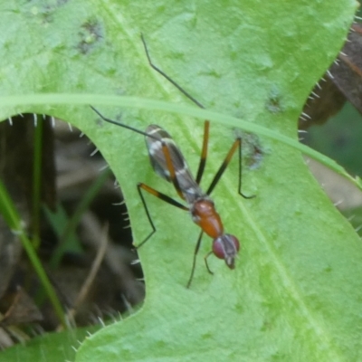 Metopochetus (Crus) freyi (Stilt Fly) at Charleys Forest, NSW - 27 Nov 2022 by arjay