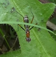 Metopochetus (Crus) freyi at QPRC LGA - suppressed