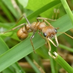 Myrmecia sp. (genus) (Bull ant or Jack Jumper) at QPRC LGA - 28 Mar 2022 by arjay