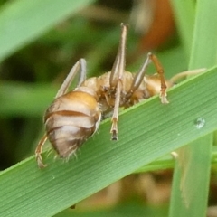 Myrmecia sp. (genus) at QPRC LGA - 28 Mar 2022