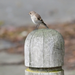 Petroica phoenicea (Flame Robin) at Namadgi National Park - 19 Jan 2024 by Trevor